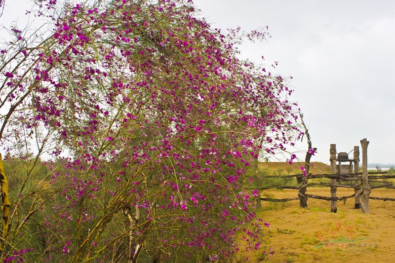 粗矿的景色中唯有大漠娇娘——花棒独秀
