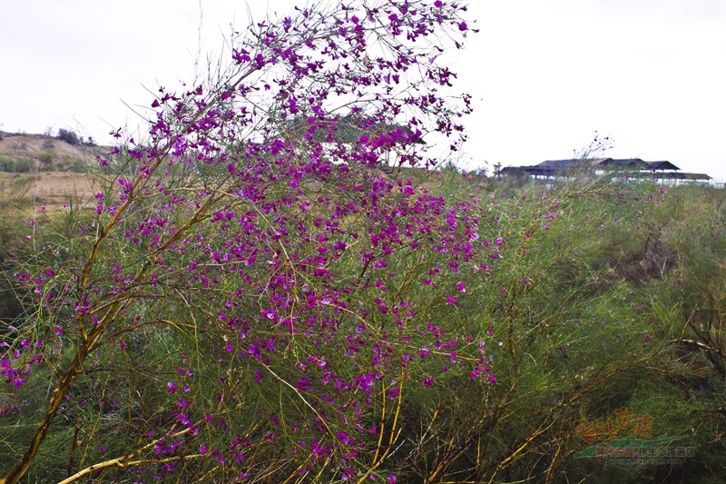 繁花满枝头