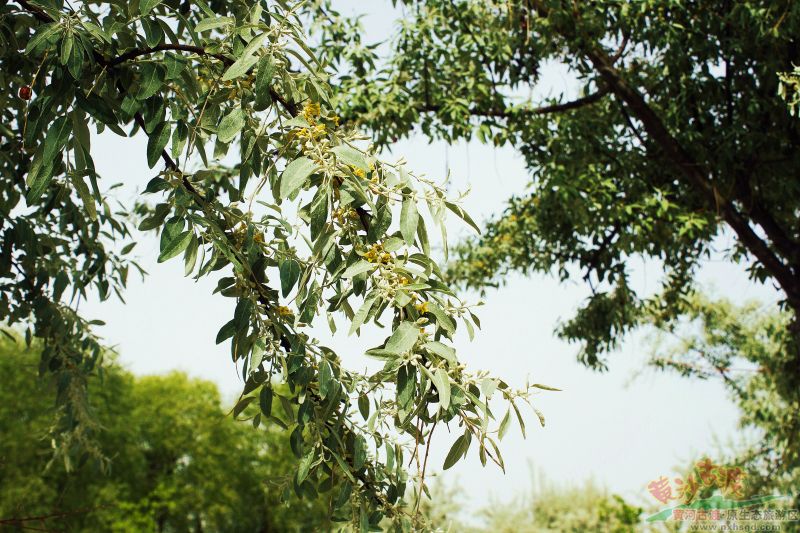 黄沙古渡第六届沙枣花香节遇见中国旅游日 周末让游客品香畅玩