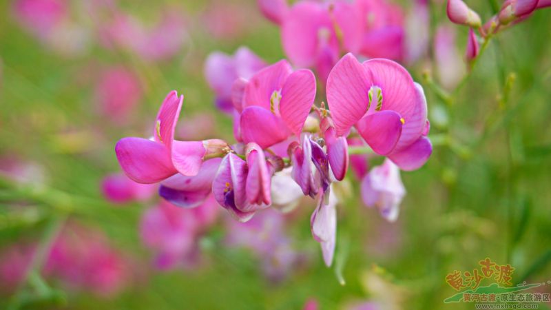 秋衣点缀花棒