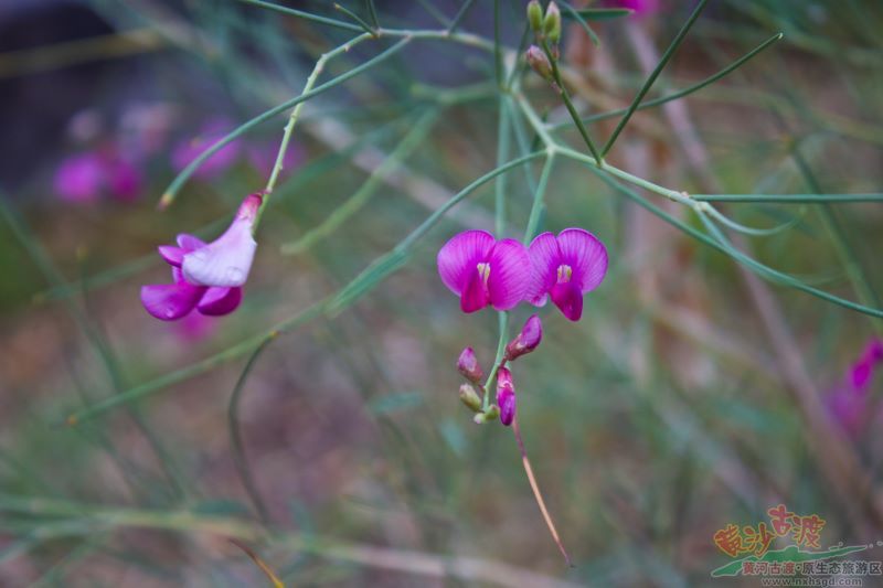 雨后花棒
