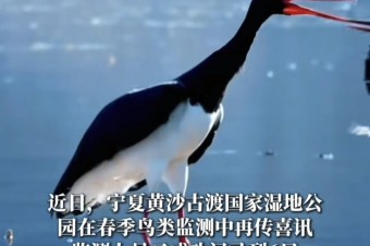 “黑鹳归来”！宁夏黄沙古渡再次记录6只“鸟中大熊猫”