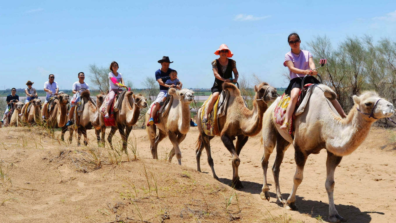 风拂沙鸣 驼影徐行